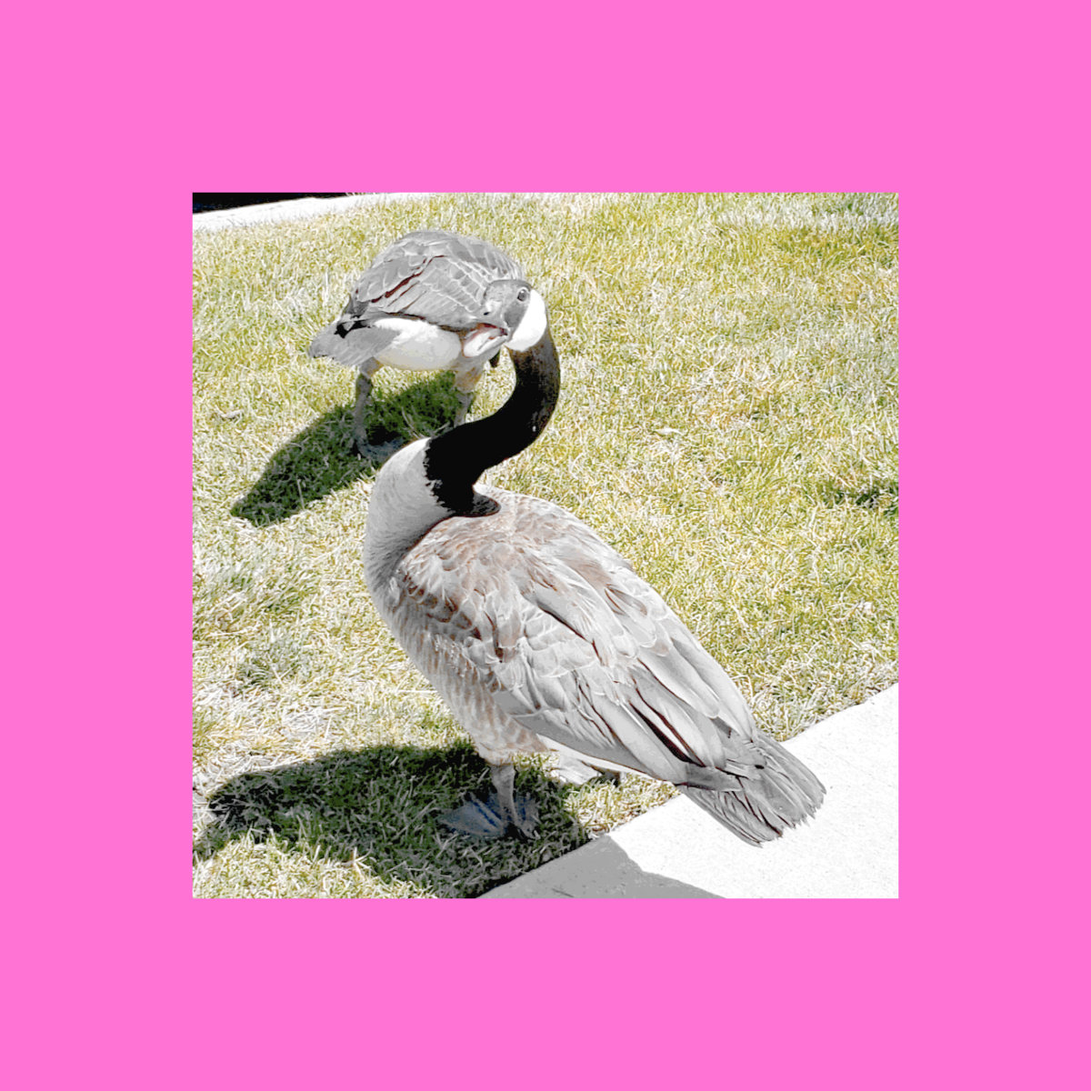 album cover of Guard Goose by Dug Alcedo