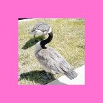 album cover of Guard Goose by Dug Alcedo