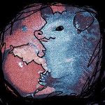 album cover of Possum with Apple by Dug Alcedo